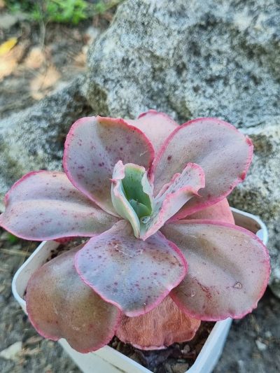Echeveria Mauna Loa Korean