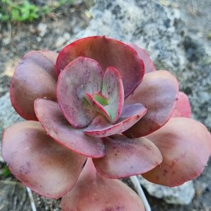 Echeveria Big Red