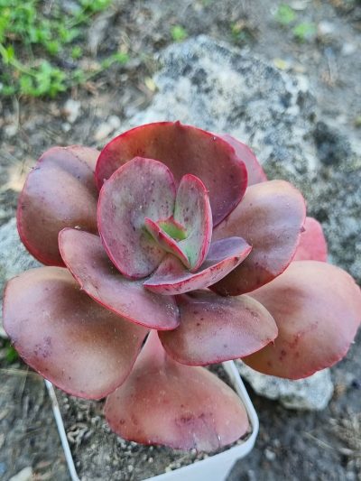Echeveria Big Red
