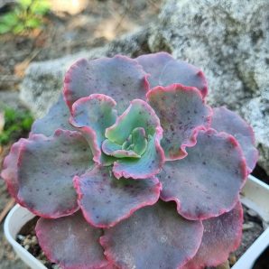 Echeveria Blue Curls