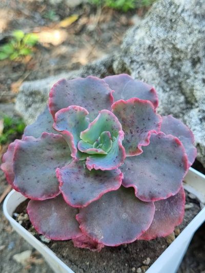Echeveria Blue Curls