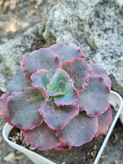 Echeveria Blue Curls - Зображення 2