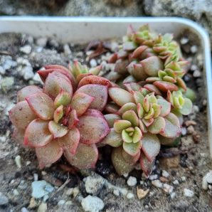 Echeveria Prada crstata