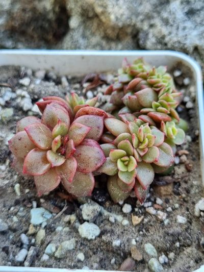 Echeveria Prada crstata