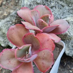 Echeveria Mauna Loa Korean