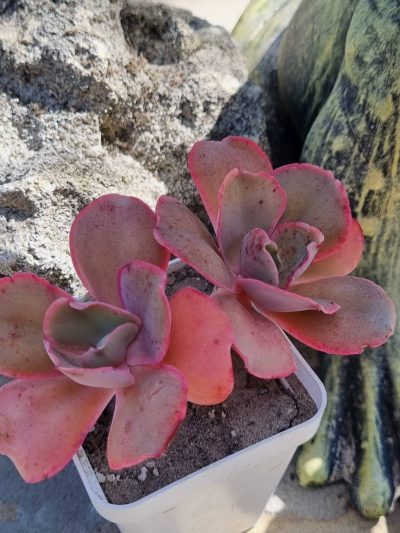 Echeveria Mauna Loa Korean - Зображення 2