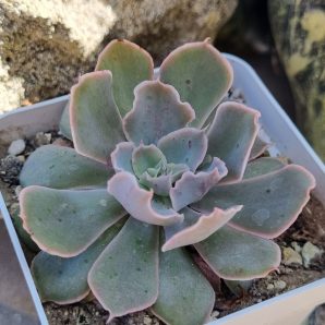 Echeveria Shaviana Mexican Hens