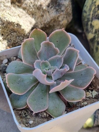 Echeveria Shaviana Mexican Hens