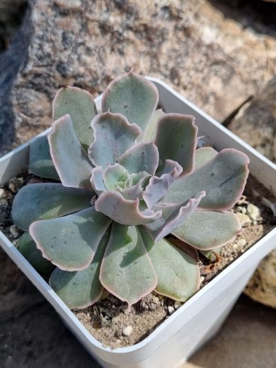 Echeveria Shaviana Mexican Hens - Зображення 2