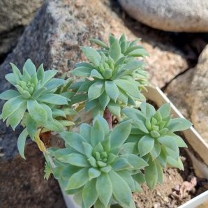 Echeveria Fanfara