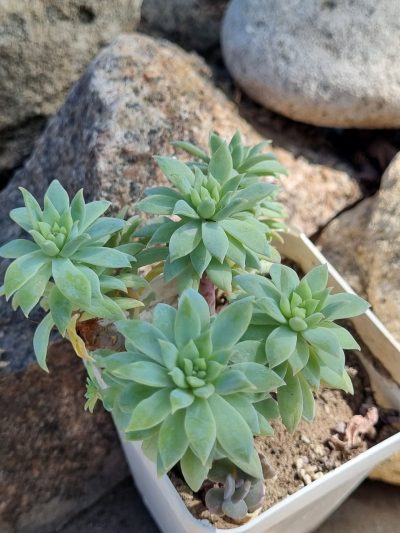 Echeveria Fanfara