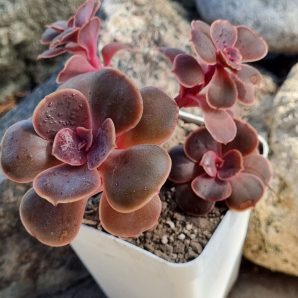 Echeveria Red Ball