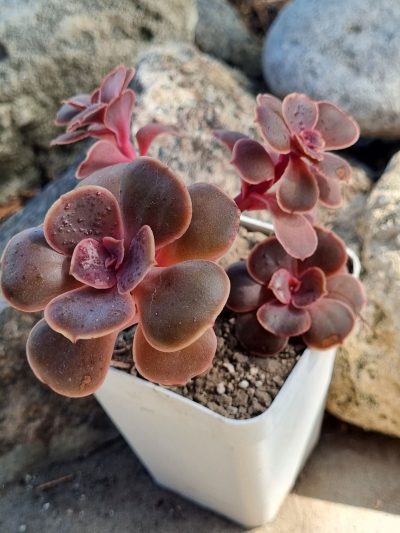 Echeveria Red Ball