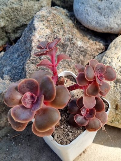 Echeveria Red Ball - Зображення 2