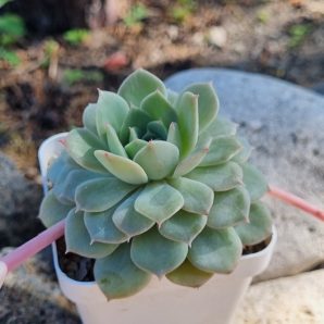 Echeveria Derenbergii