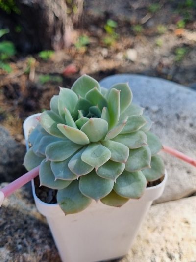 Echeveria Derenbergii