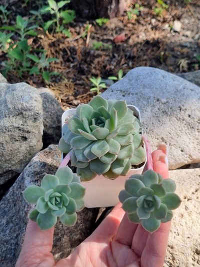 Echeveria Derenbergii - Зображення 2