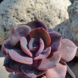 Echeveria Dustu Rose