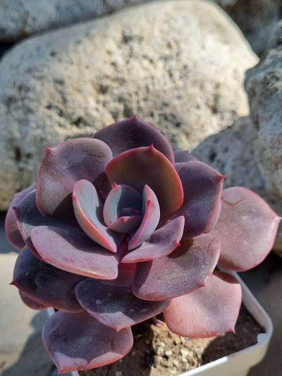 Echeveria Dustu Rose