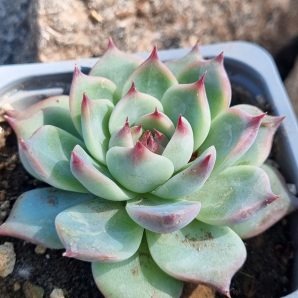 Echeveria Chihuahuensis Ruby Blush