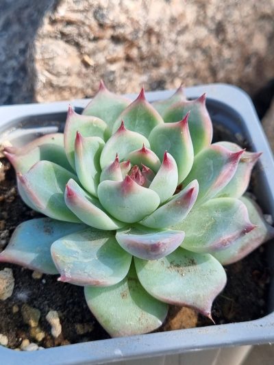 Echeveria Chihuahuensis Ruby Blush