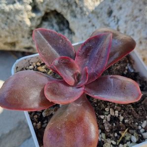 Echeveria