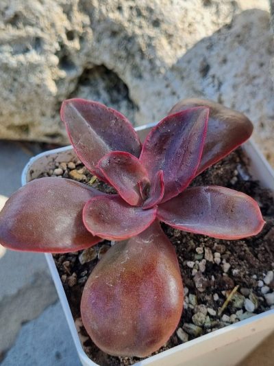 Echeveria