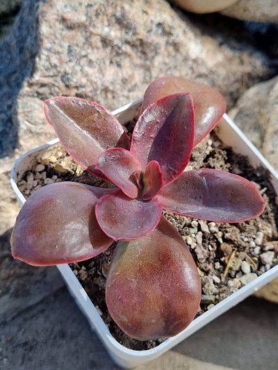 Echeveria - Зображення 2