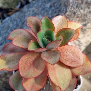 Echeveria Silk Veil