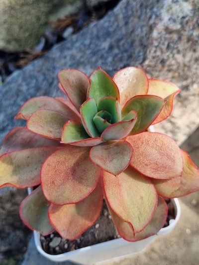 Echeveria Silk Veil