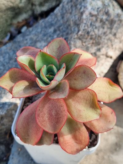 Echeveria Silk Veil - Зображення 2