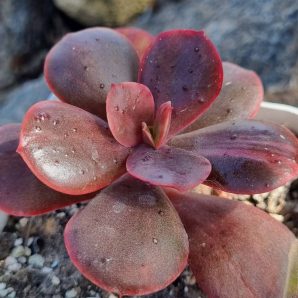 Echeveria Primadonna (слабка варієгатність)