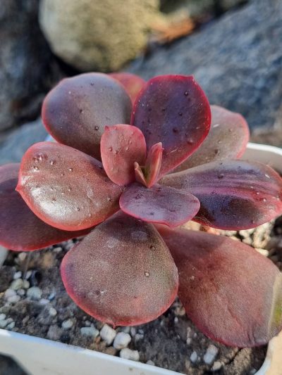 Echeveria Primadonna (слабка варієгатність)