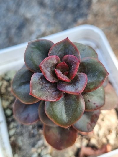 Echeveria Chroma - Зображення 2