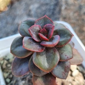 Echeveria Chroma