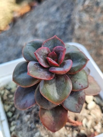 Echeveria Chroma
