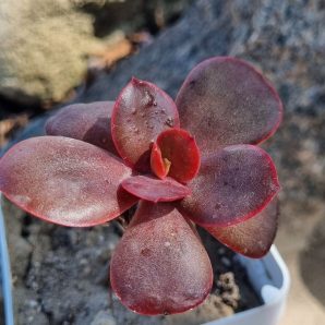 Echeveria Primadonna