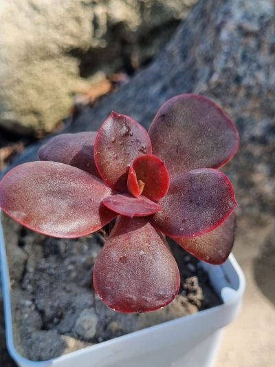 Echeveria Primadonna
