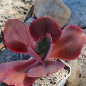 Echeveria Diamond State