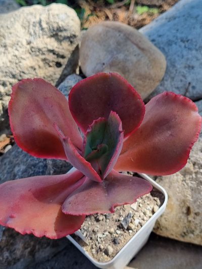 Echeveria Diamond State