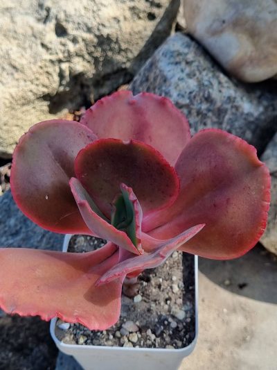 Echeveria Diamond State - Зображення 2
