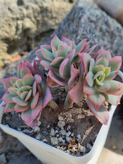 Echeveria Luella - Зображення 2