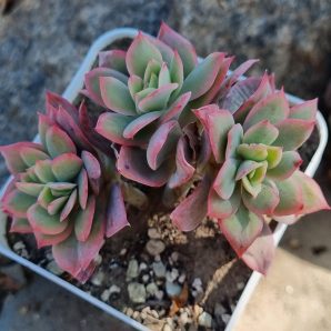 Echeveria Luella