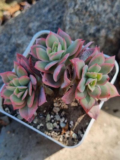 Echeveria Luella