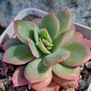 Echeveria Luella