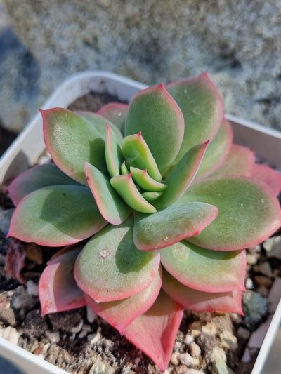 Echeveria Luella