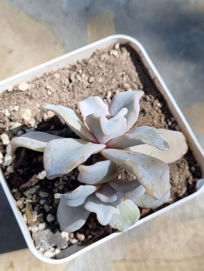 Echeveria Crispate Beauty (подвійна) - Зображення 3
