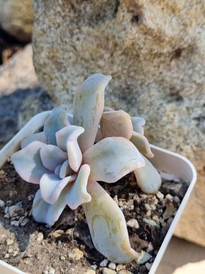 Echeveria Crispate Beauty (подвійна) - Зображення 2
