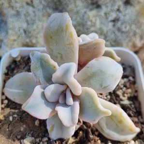 Echeveria Crispate Beauty (подвійна)