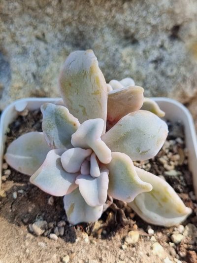 Echeveria Crispate Beauty (подвійна)